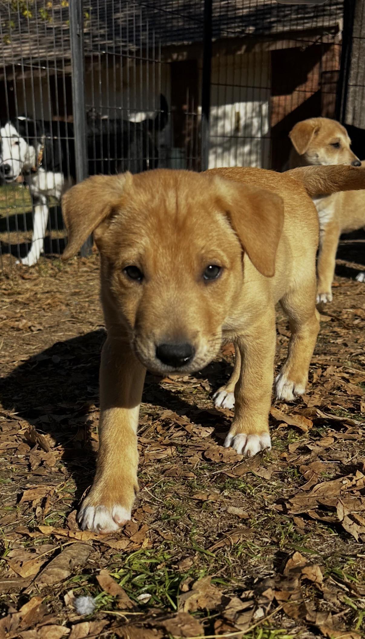 Enlarge Zane, a ADOPTABLE mixed breed in Gilbert, AZ image 2/2