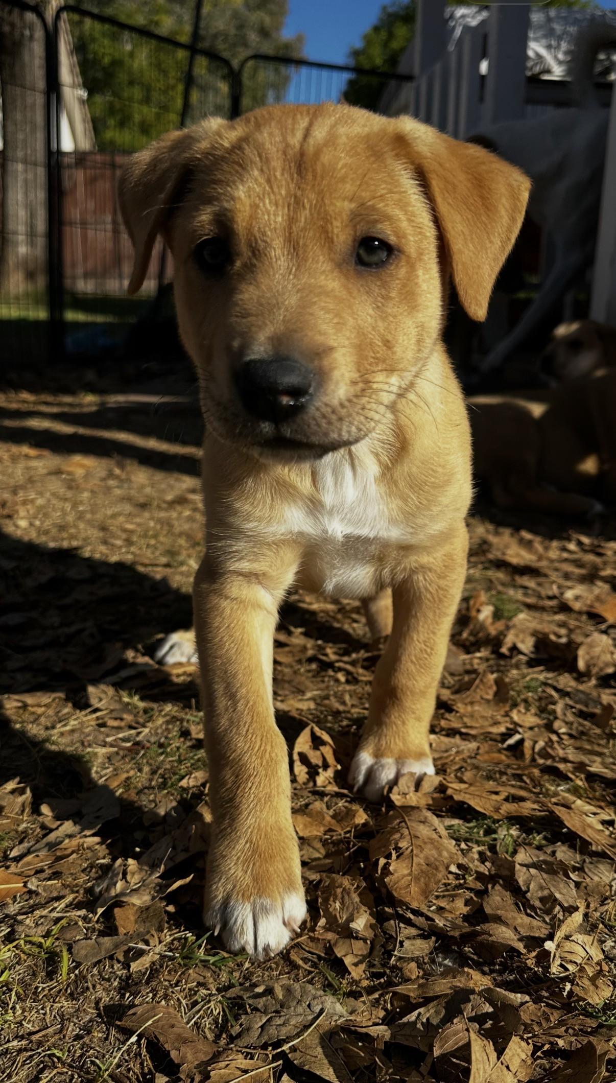 Zane, ADOPTABLE, Puppy Male Yellow Labrador Retriever & Shepherd.