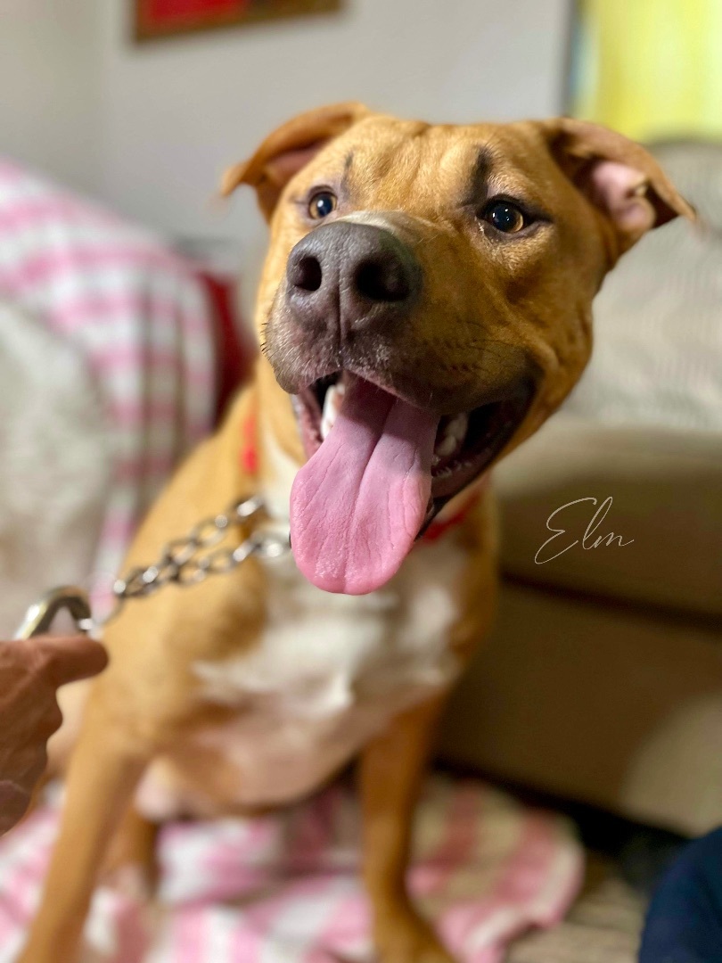 Enlarge Elm Boi, a Adoptable mixed breed in Seattle, WA image 2/5