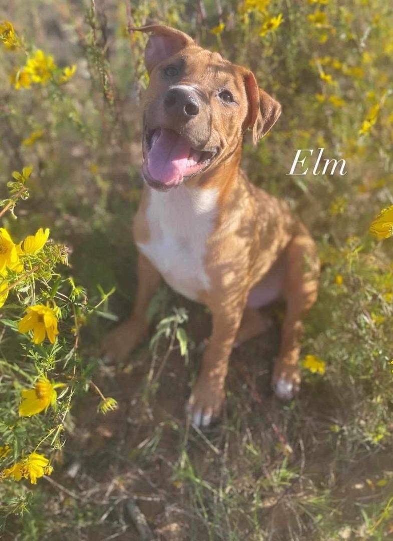 Enlarge Elm Boi, a Adoptable mixed breed in Seattle, WA image 3/5