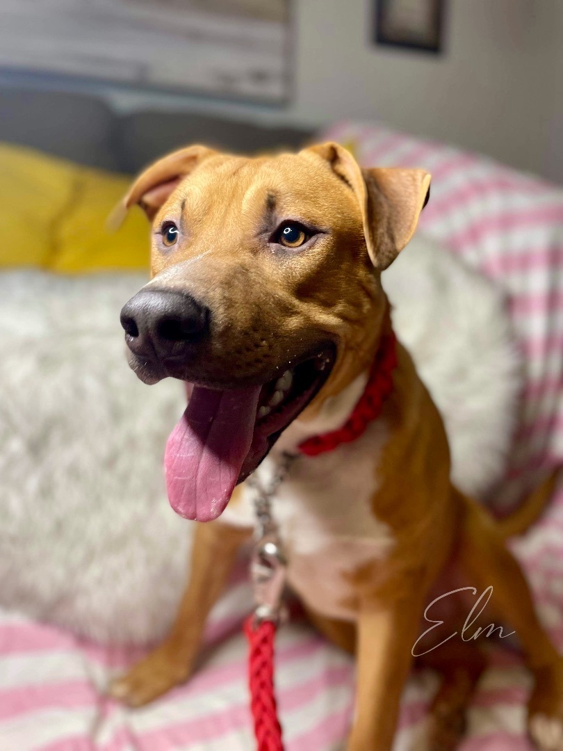 Enlarge Elm Boi, a Adoptable mixed breed in Seattle, WA image 4/5