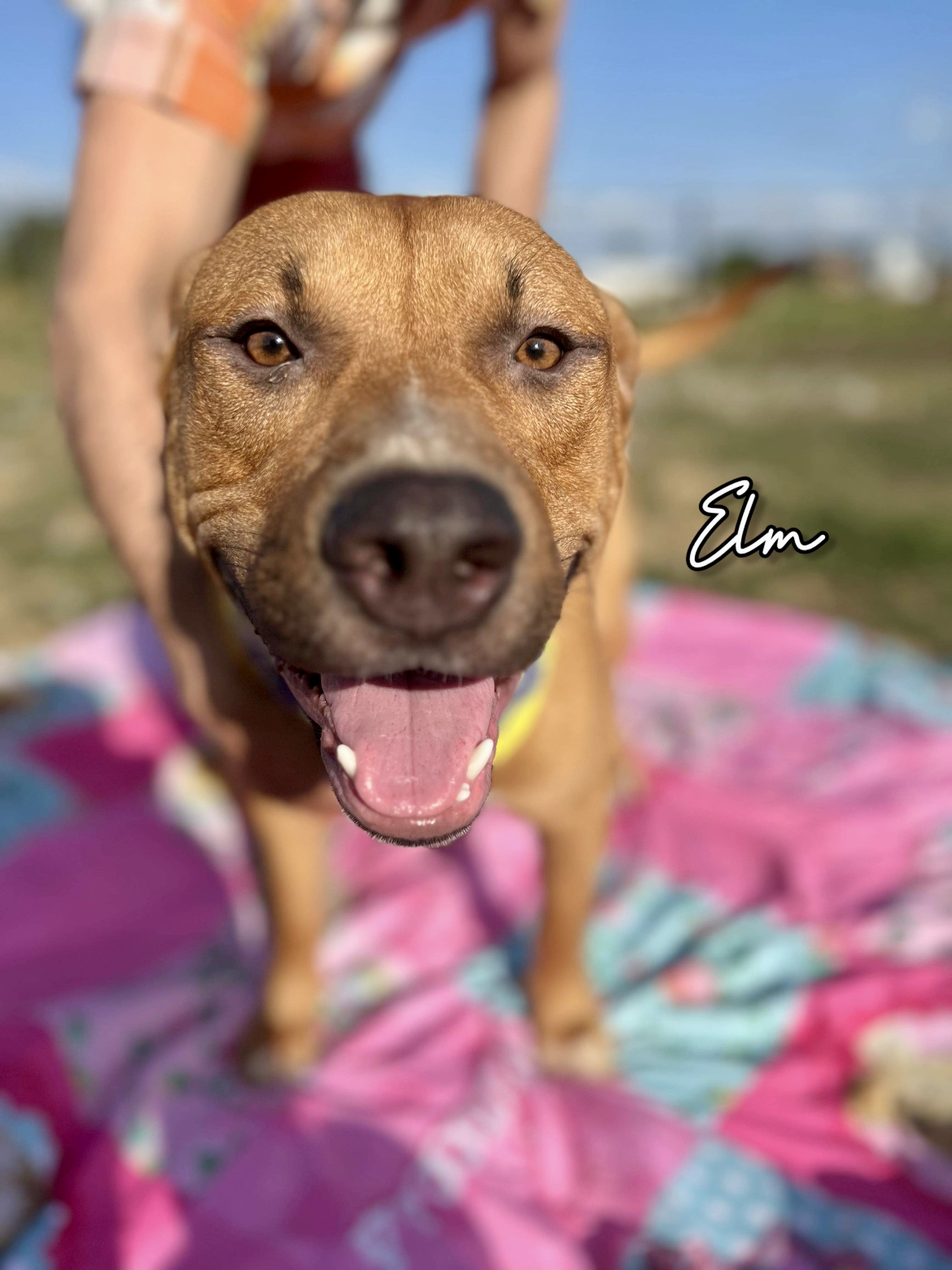 Enlarge Elm Boi, a Adoptable mixed breed in Seattle, WA image 5/5