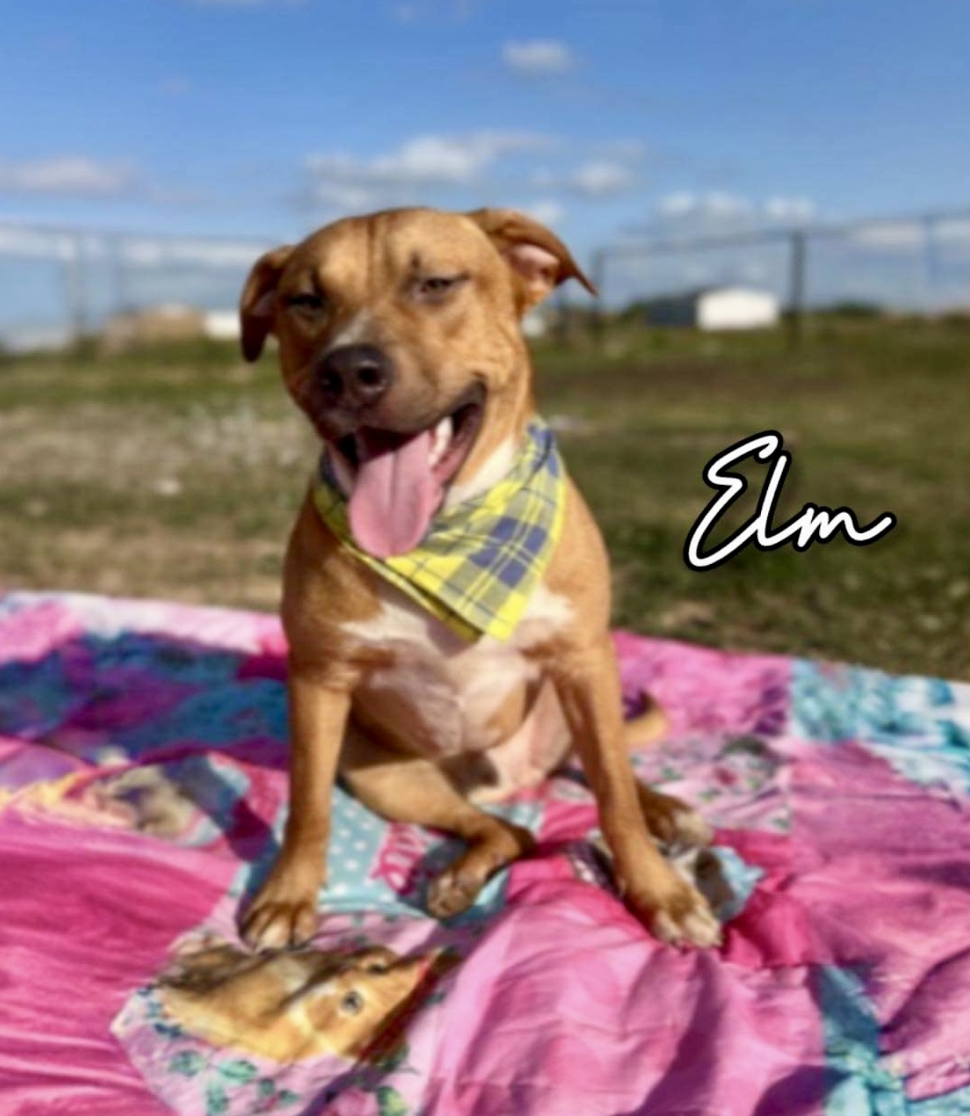 Elm Boi, Adoptable, Puppy Male American Staffordshire Terrier.