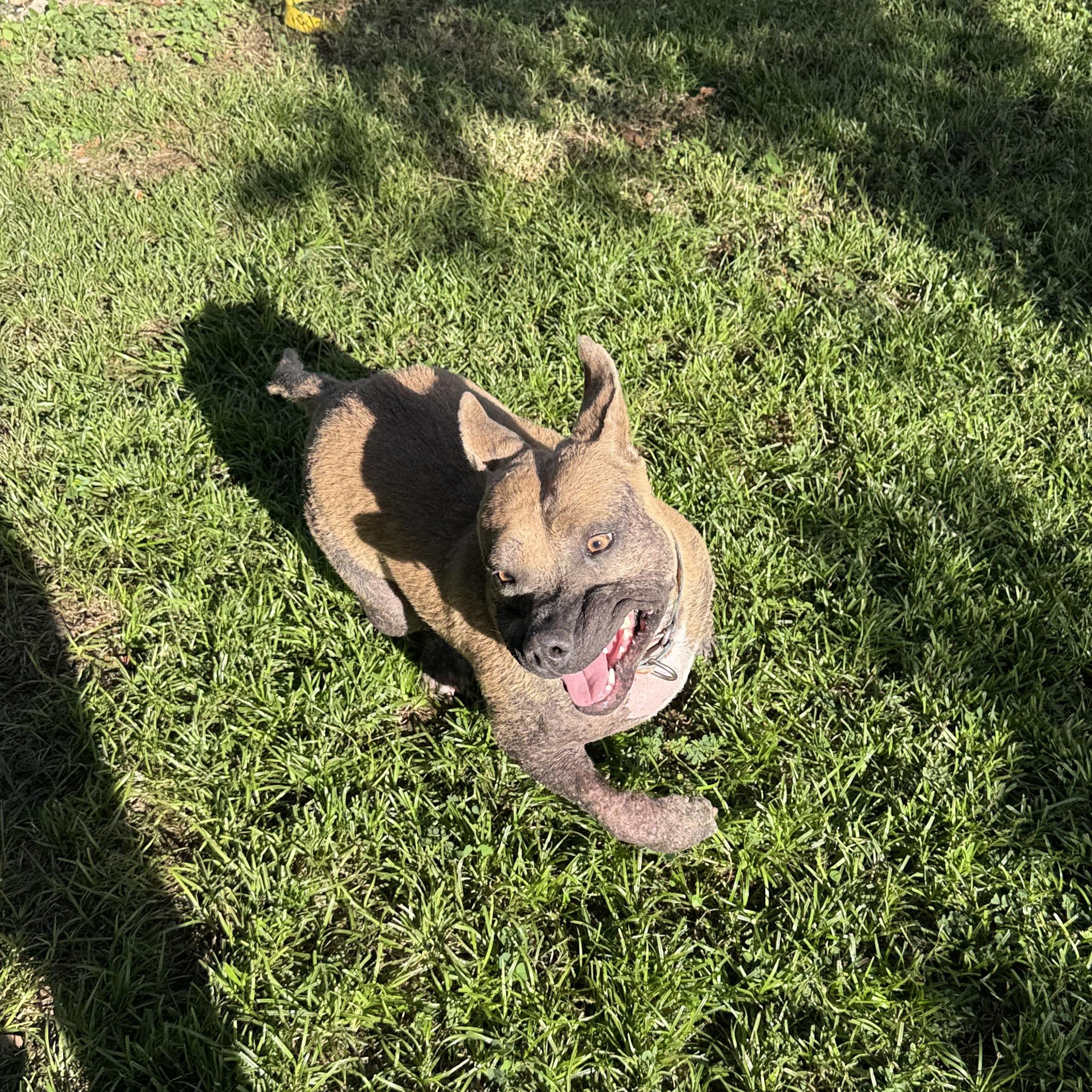 Enlarge Jane, a Adoptable mixed breed in ISABELA, PR image 5/5