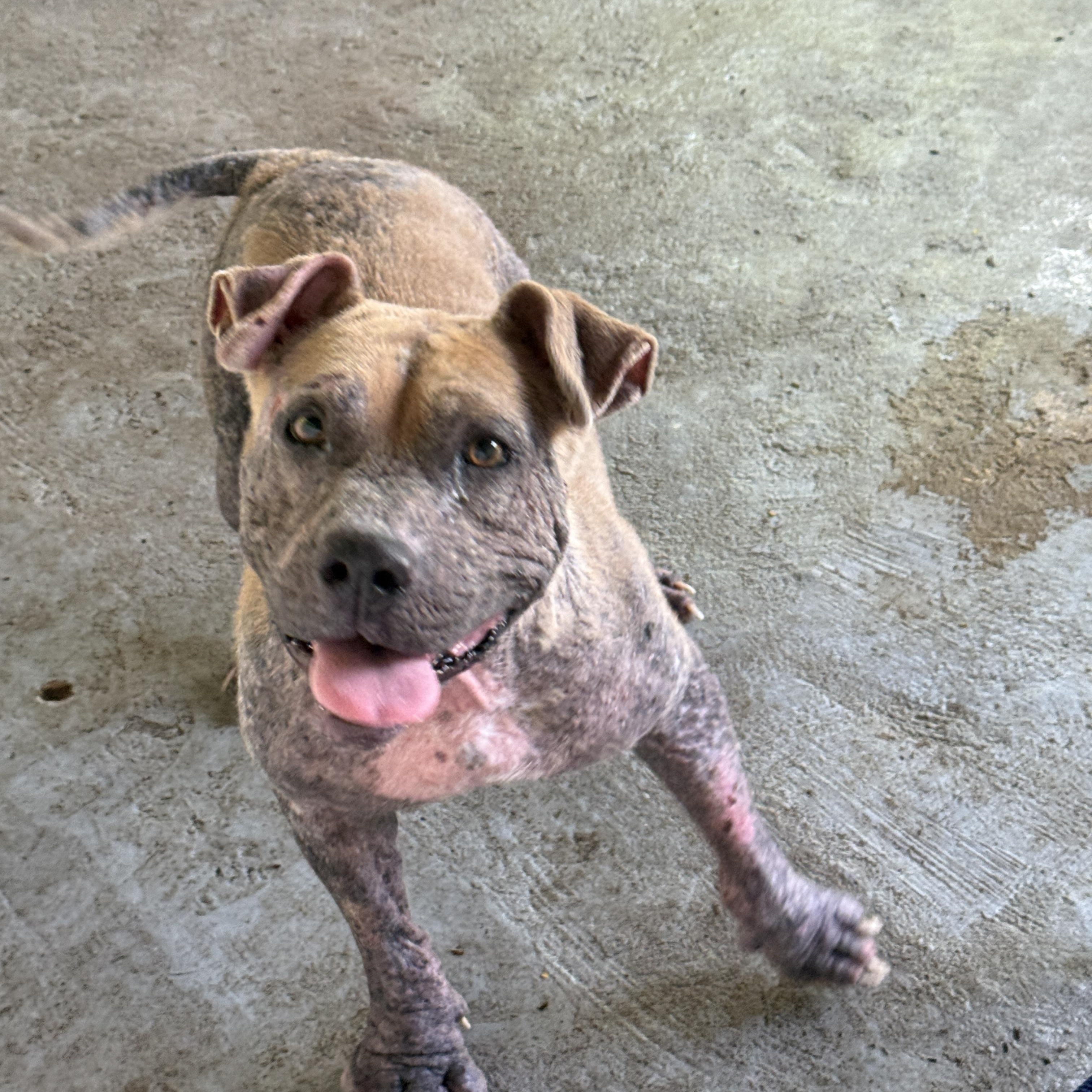 Jane, Adoptable, Adult Female American Bully.