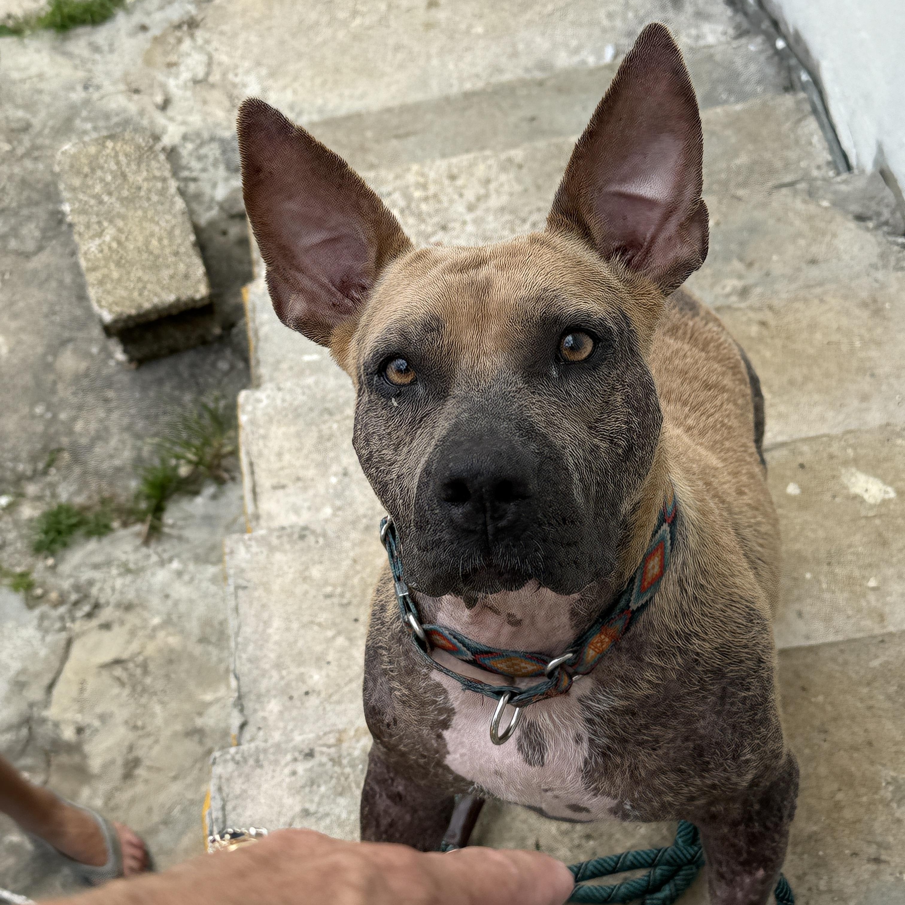 Enlarge Jane, a Adoptable mixed breed in ISABELA, PR image 3/5