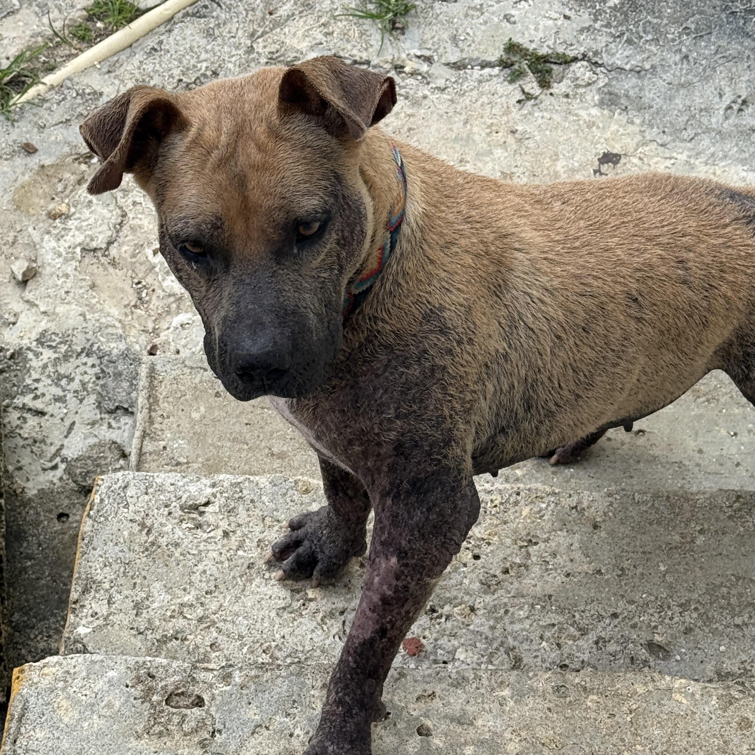 Enlarge Jane, a Adoptable mixed breed in ISABELA, PR image 2/5