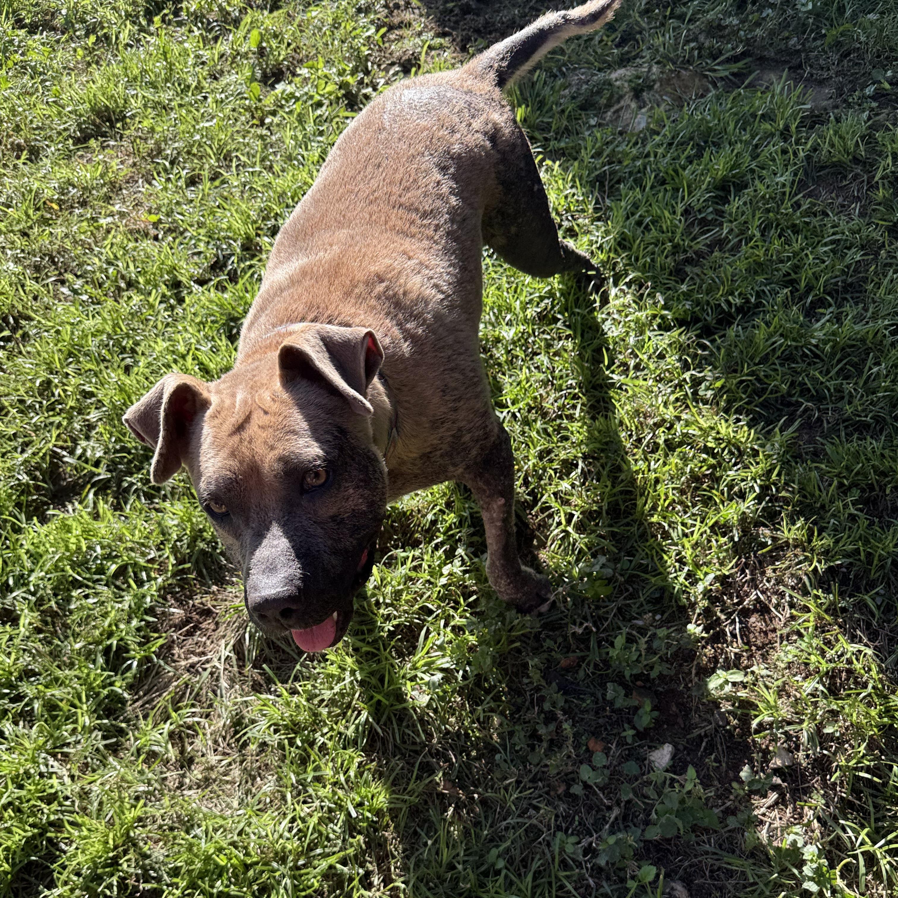Enlarge Jane, a Adoptable mixed breed in ISABELA, PR image 4/5