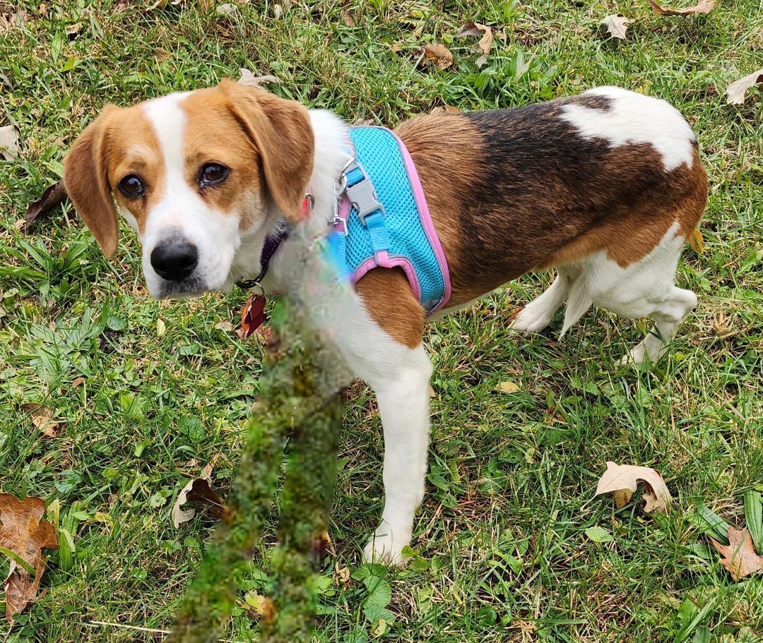 Gemma, ADOPTABLE, Young Female Beagle.