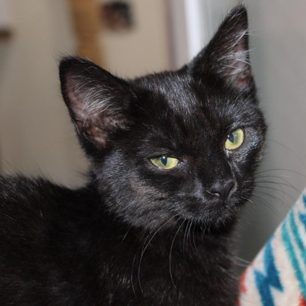 Enlarge Apple, a Adoptable Domestic Short Hair in Defiance, OH image 1/6