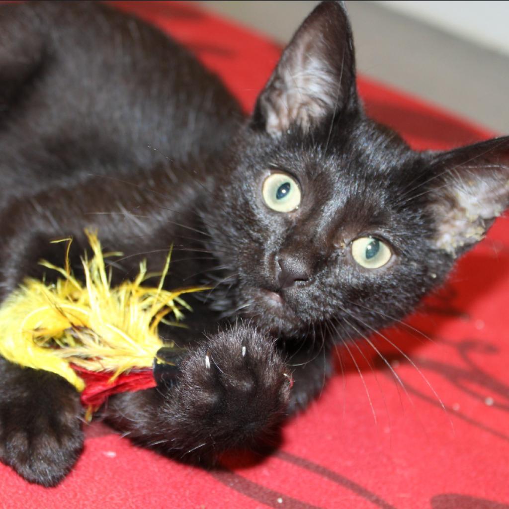 Enlarge Apple, a Adoptable Domestic Short Hair in Defiance, OH image 2/6