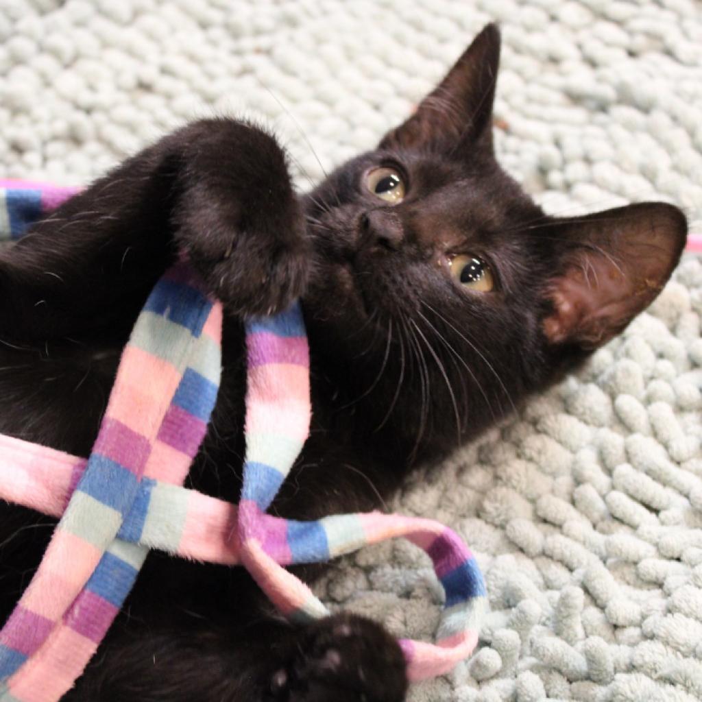 Enlarge Apple, a Adoptable Domestic Short Hair in Defiance, OH image 3/6