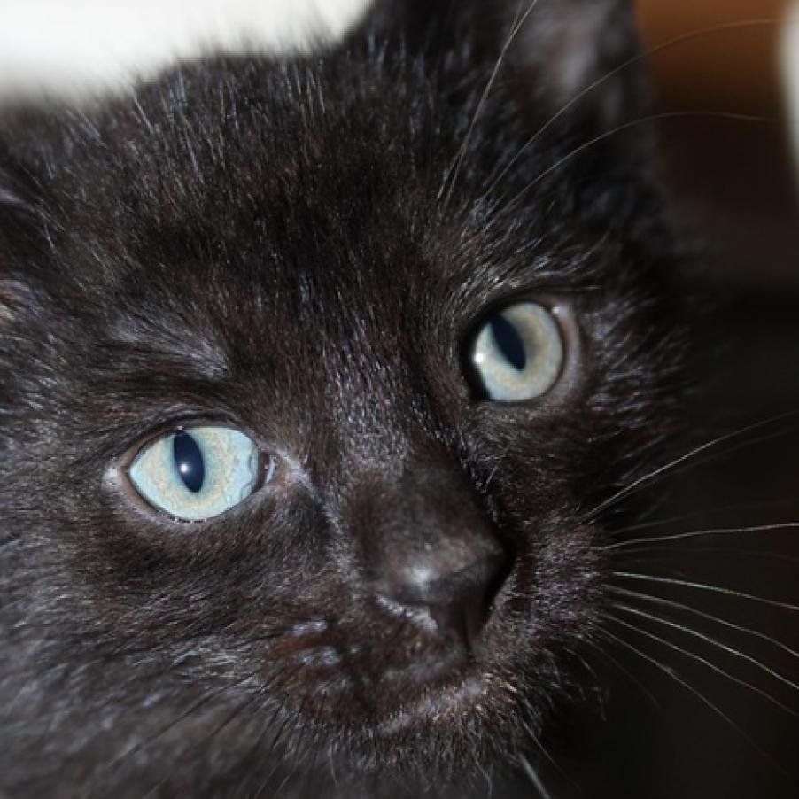 Enlarge Apple, a Adoptable Domestic Short Hair in Defiance, OH image 4/6