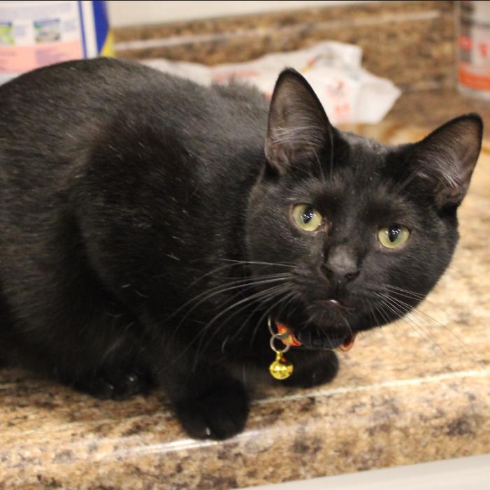 Enlarge Apple, a Adoptable Domestic Short Hair in Defiance, OH image 6/6