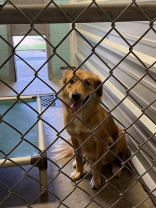 Enlarge Harley, a Adoptable mixed breed in Portland, ME image 2/2