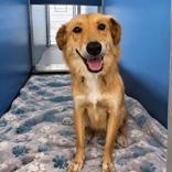 Harley, Adoptable, Young Female Golden Retriever.