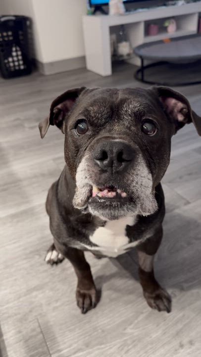 Enlarge Ozzy, a Adoptable Mixed Breed in Ridgewood, NY video 4/6
