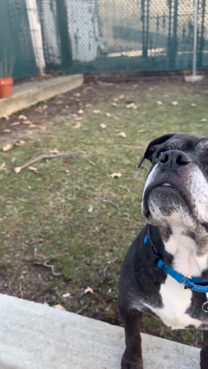 Enlarge Ozzy, a Adoptable Mixed Breed in Ridgewood, NY video 2/6
