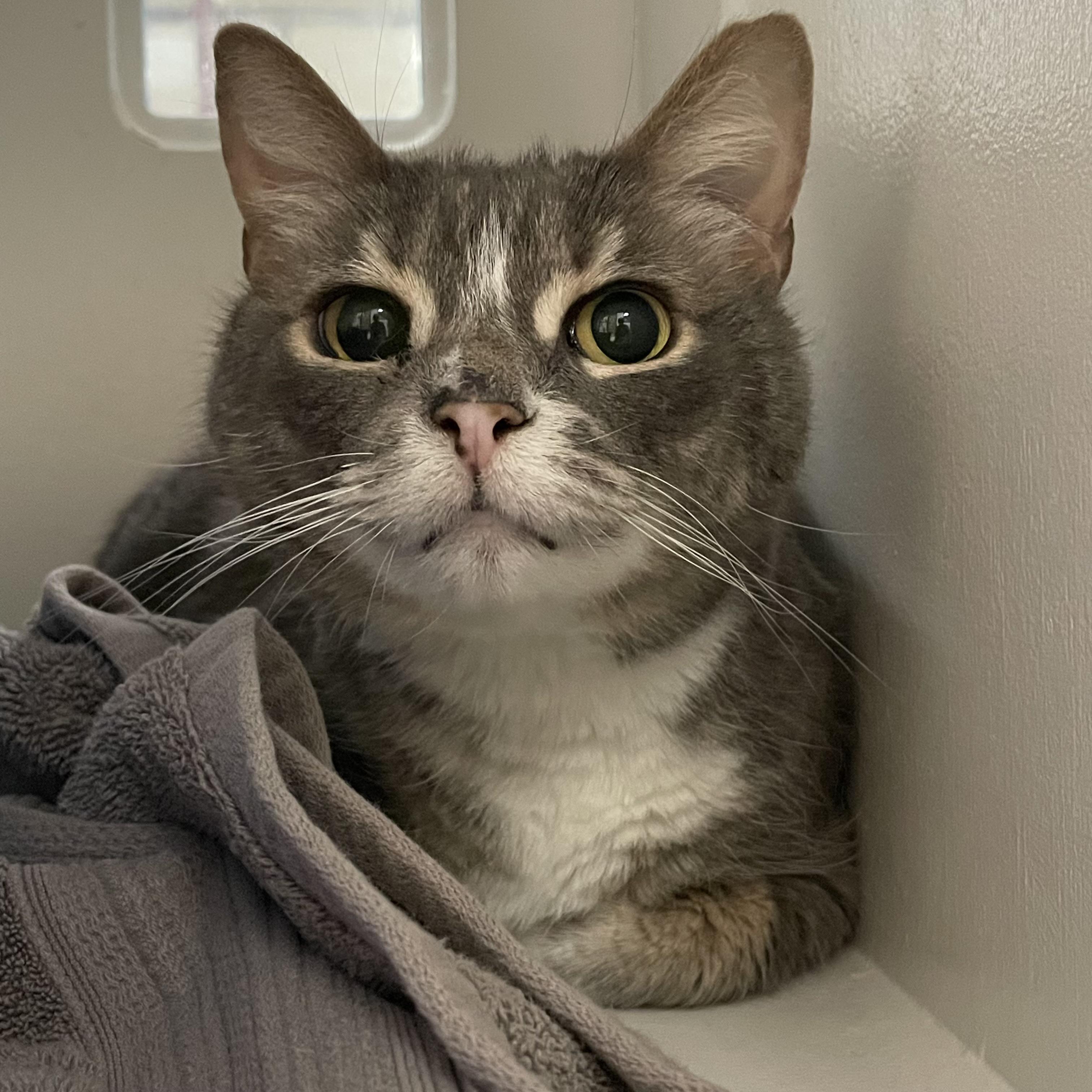 Mikey, ADOPTABLE, Adult Male Domestic Short Hair.