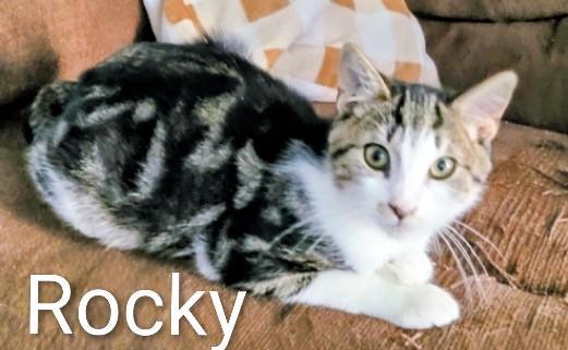Rocky, Adoptable, Young Male Domestic Short Hair.