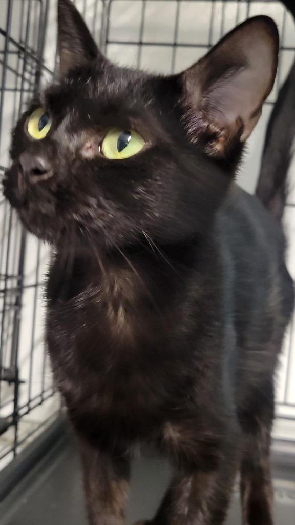 Fritzy, Adoptable, Young Female Domestic Short Hair.