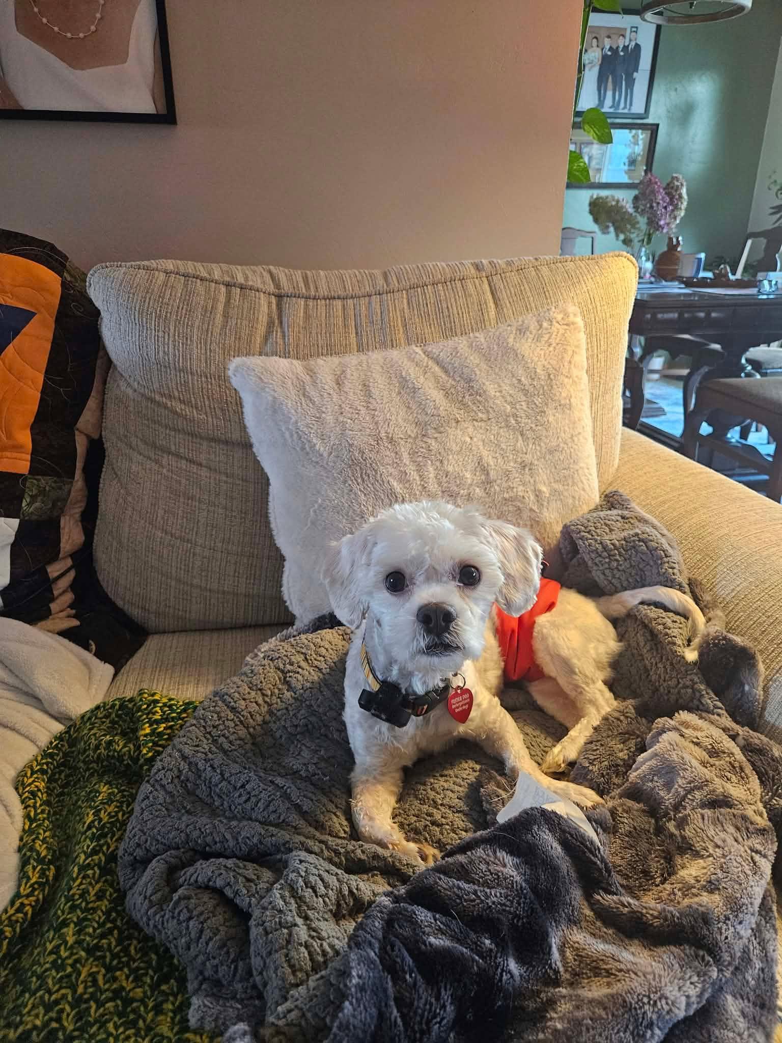 Casper, Adoptable, Adult Male Maltese & Bichon Frise.