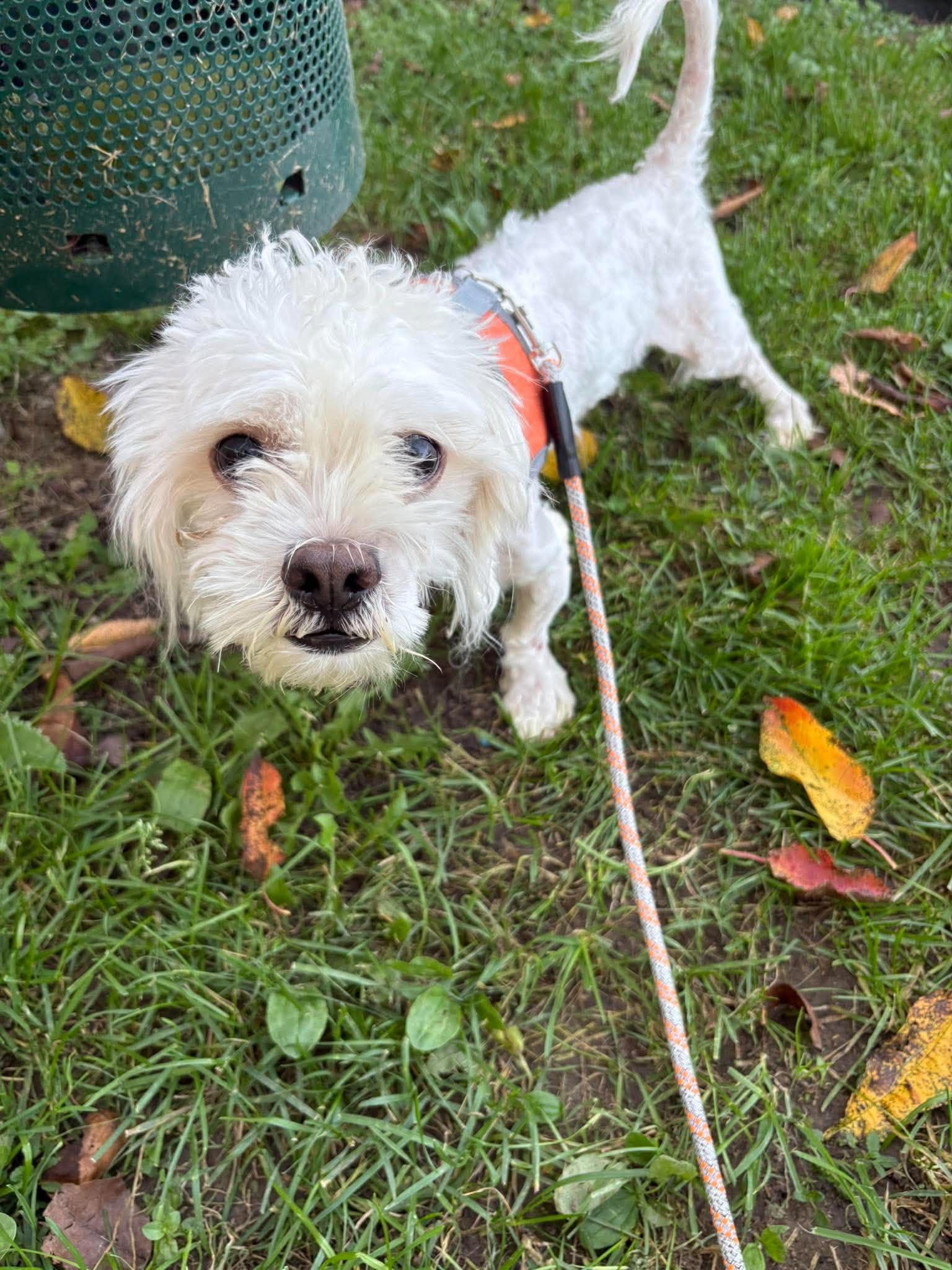 Enlarge Casper, a Adoptable mixed breed in Little Chute, WI image 2/2
