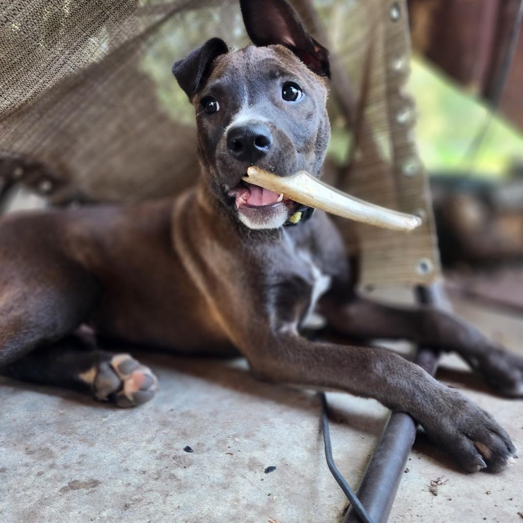 Enlarge Dookie, a Adoptable mixed breed in Conway, AR image 1/3
