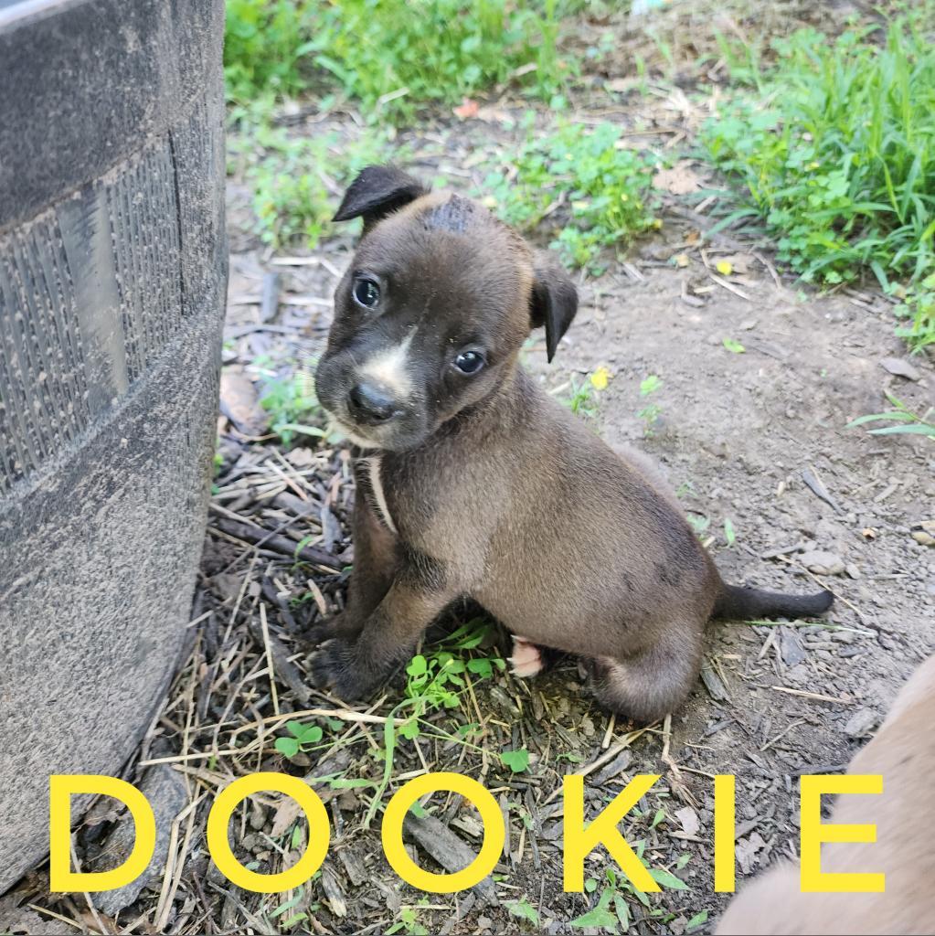 Enlarge Dookie, a Adoptable mixed breed in Conway, AR image 2/3