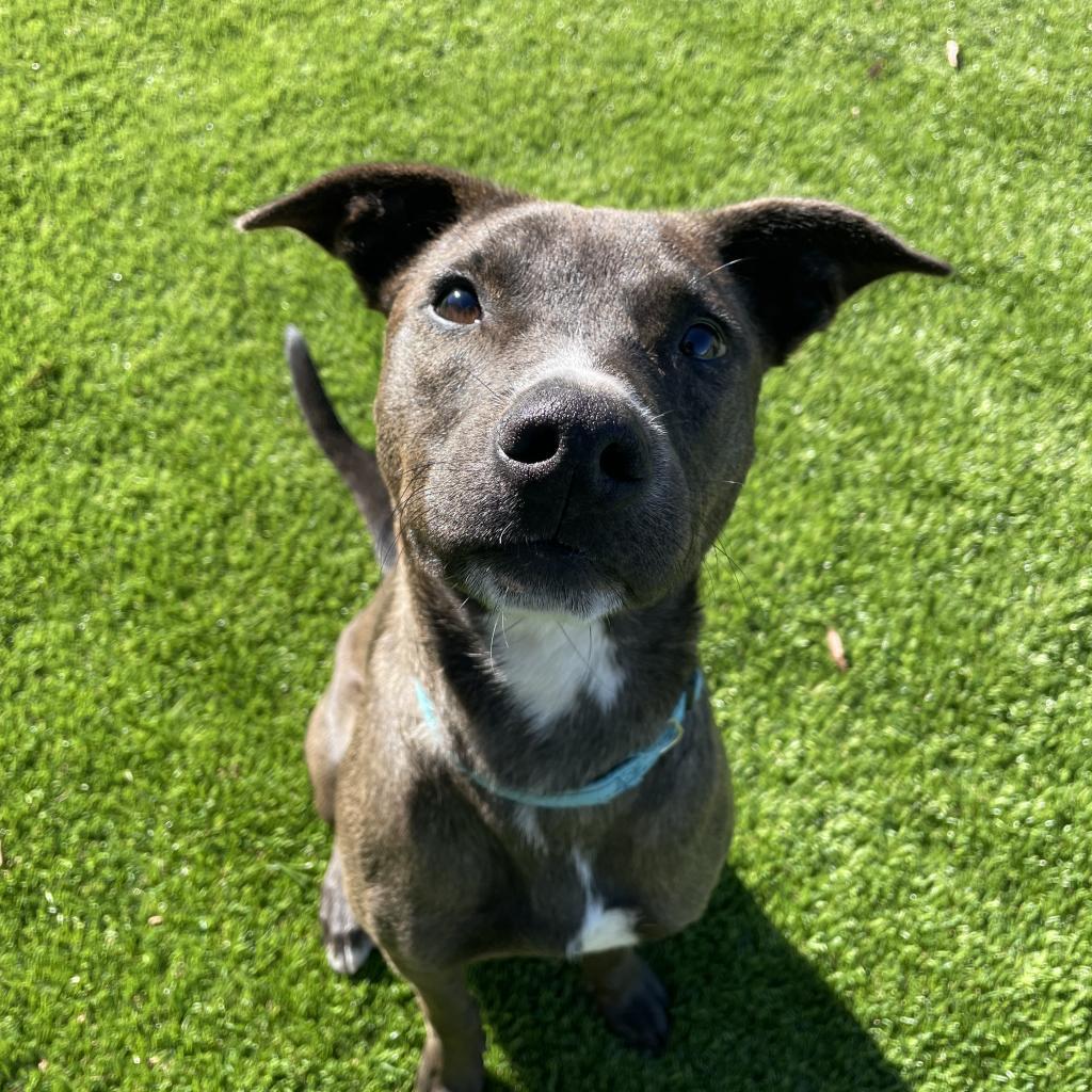 Enlarge Dookie, a Adoptable mixed breed in Conway, AR image 3/3