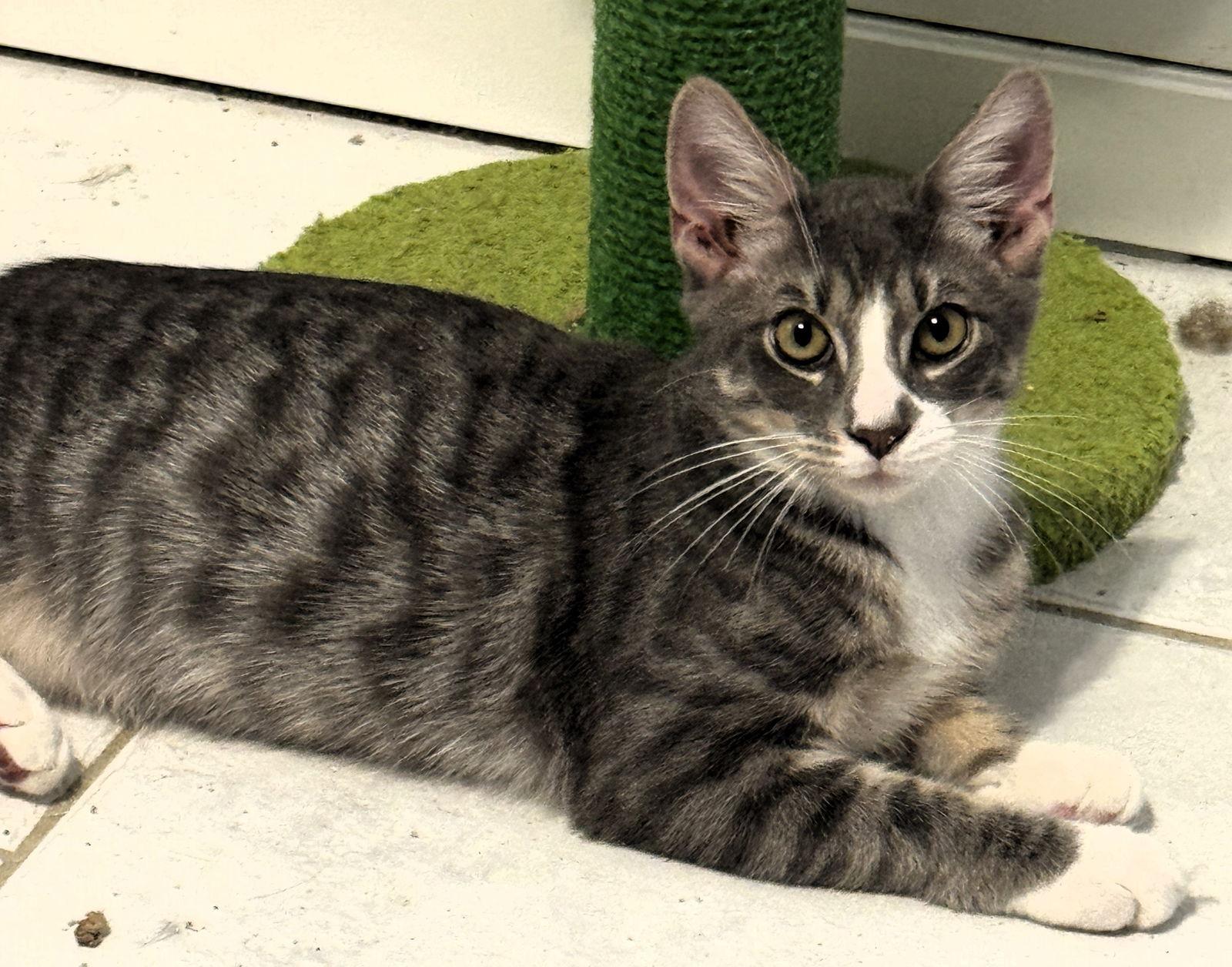 Enlarge Cassian, a Adoptable mixed breed in Lighthouse Point, FL image 1/3