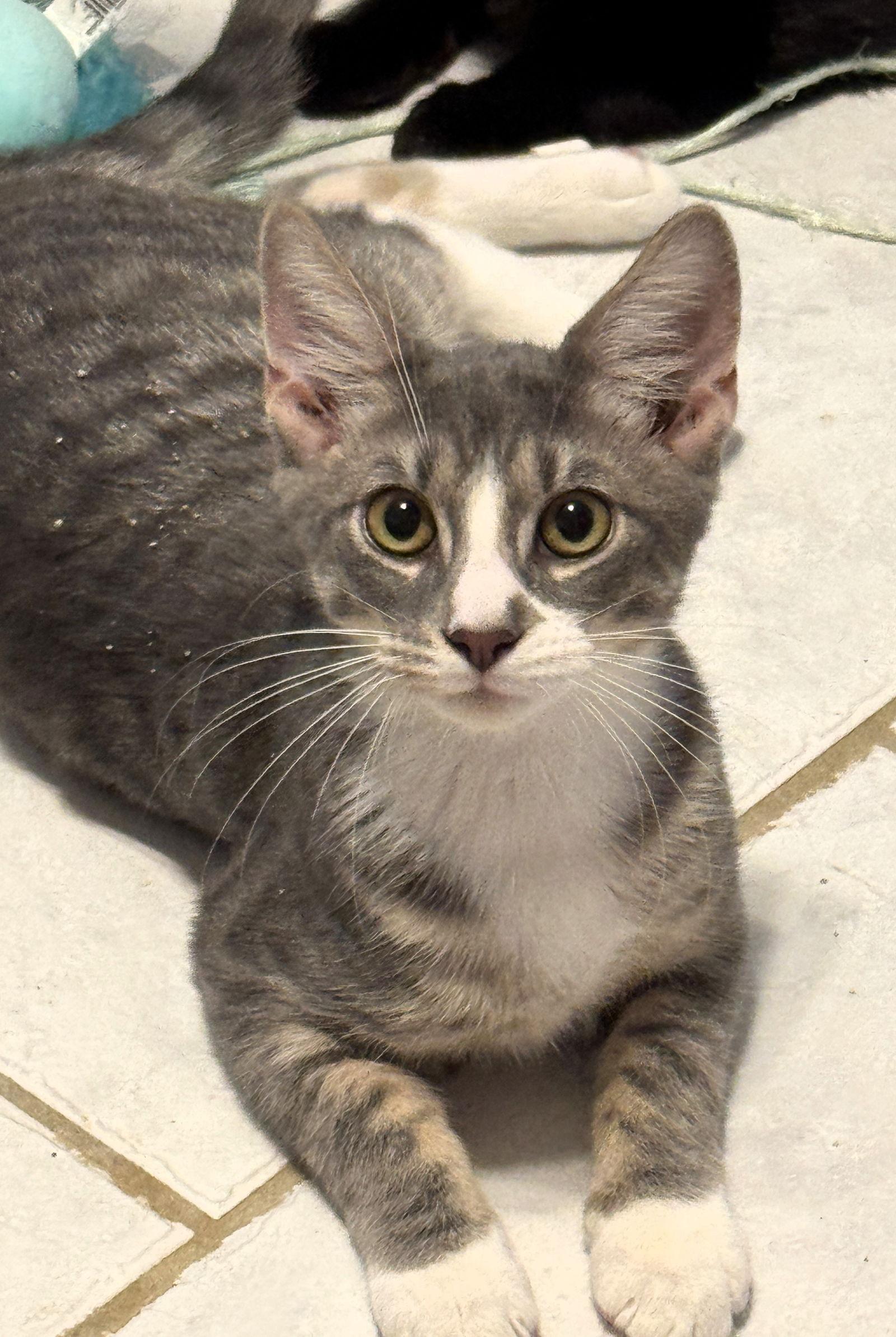 Enlarge Cassian, a Adoptable mixed breed in Lighthouse Point, FL image 3/3