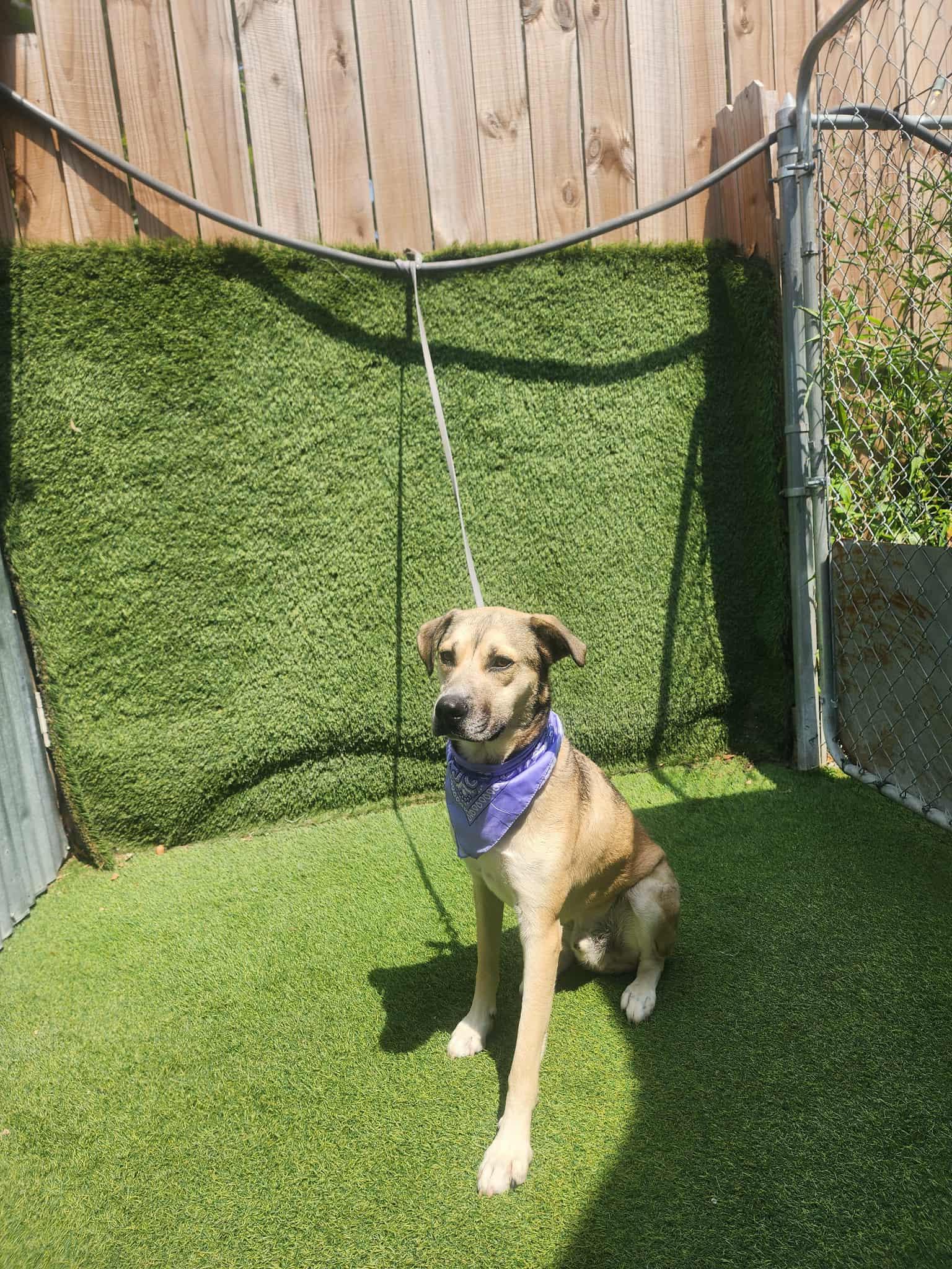 Barney — thumbnail 3