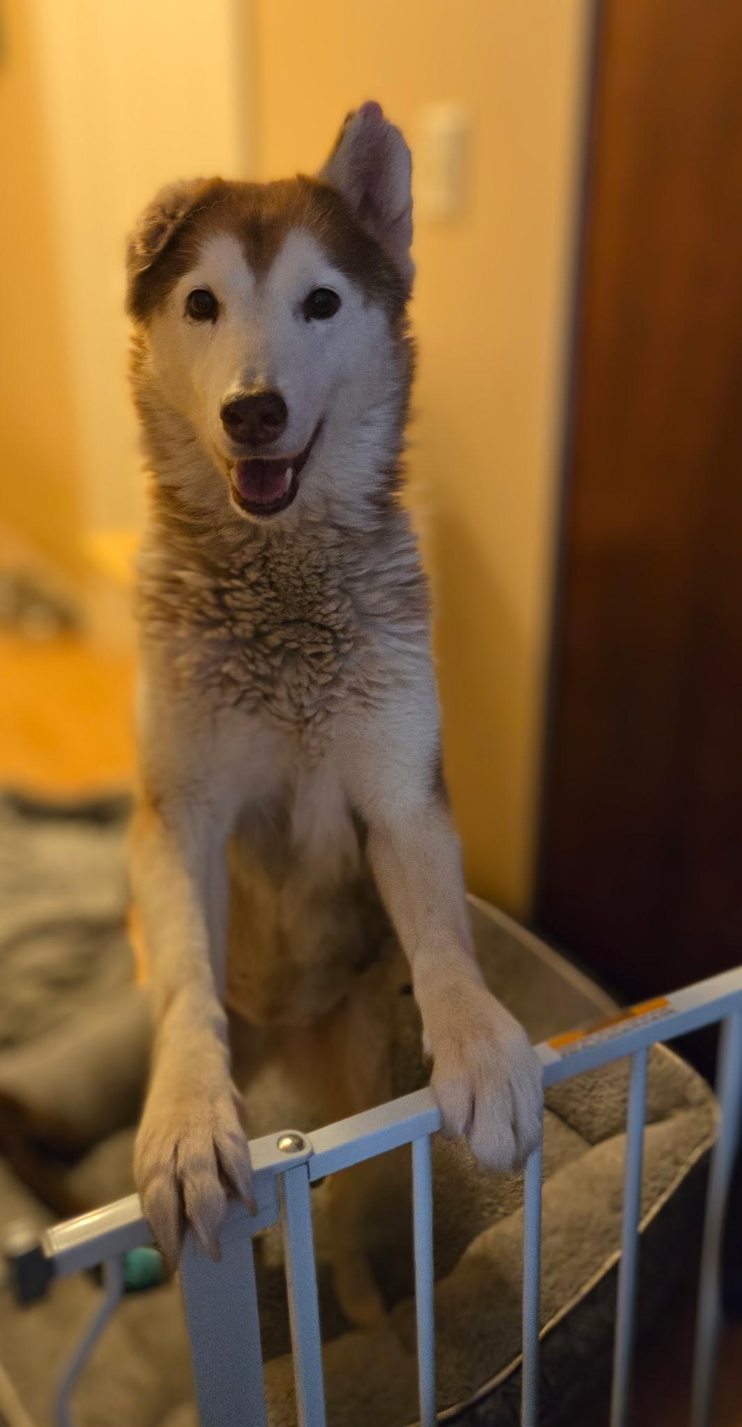 Sammy, an adoptable Siberian Husky in Brunswick, ME, 04011 | Photo Image 4