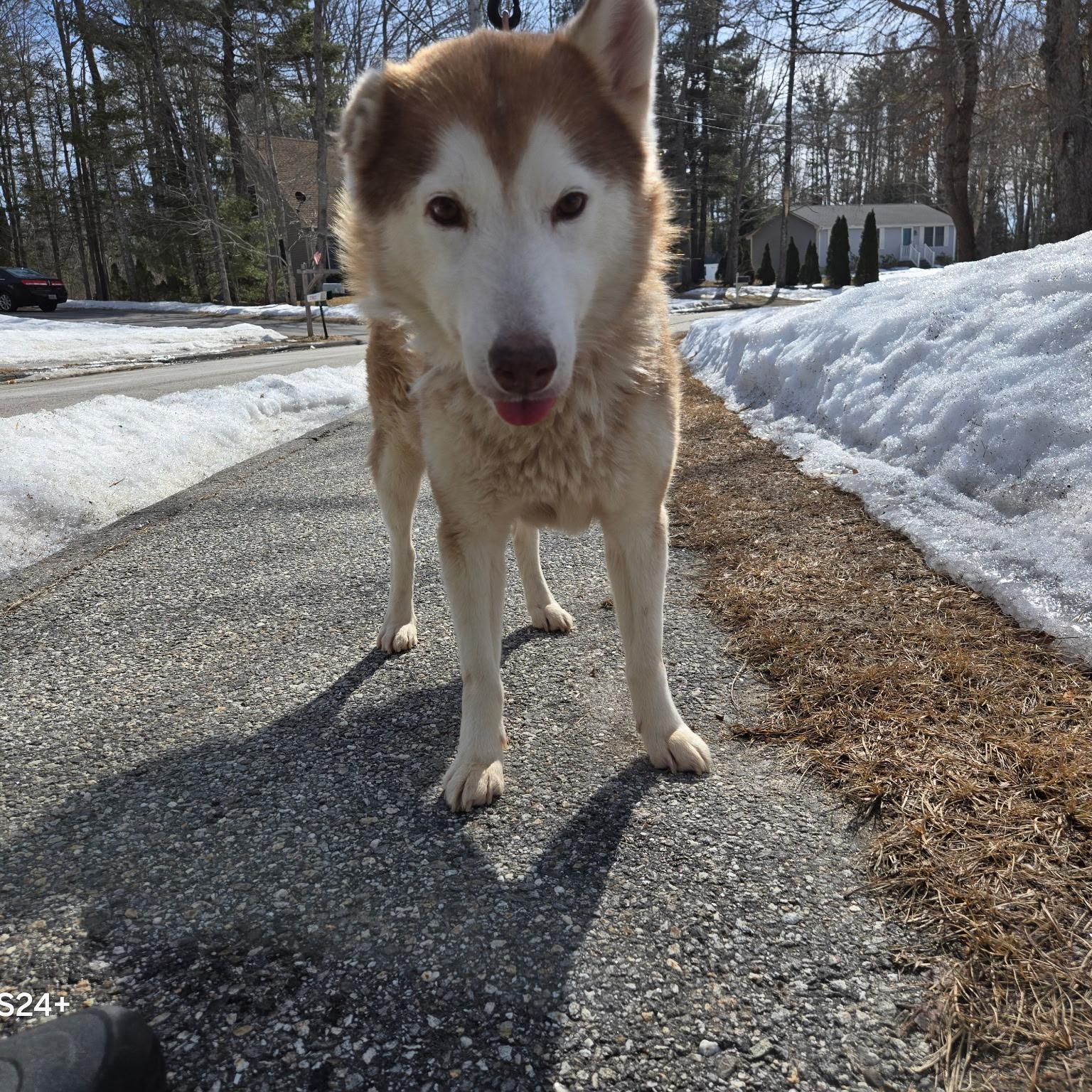 Sammy, an adoptable Siberian Husky in Brunswick, ME, 04011 | Photo Image 3