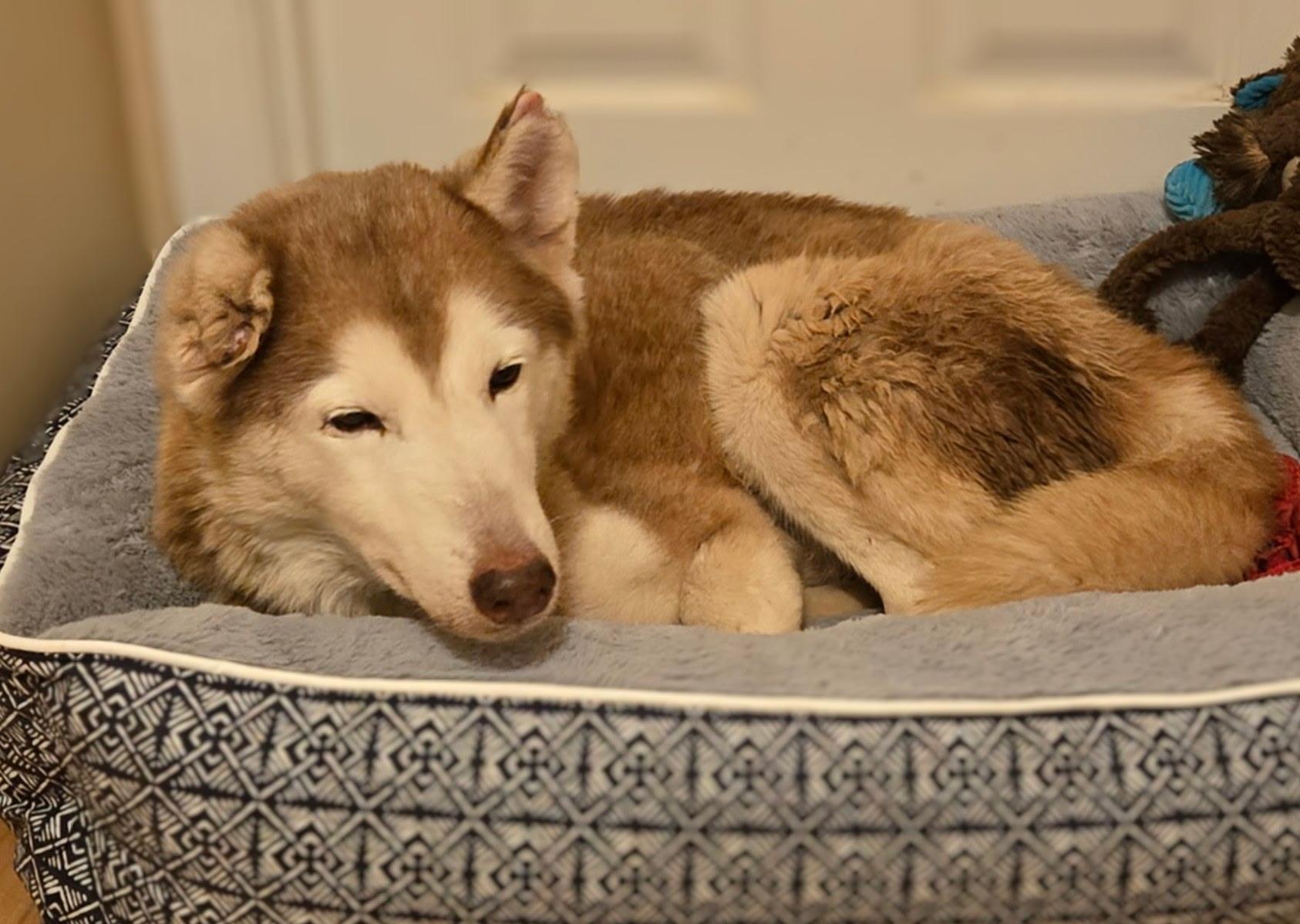 Sammy, an adoptable Siberian Husky in Brunswick, ME, 04011 | Photo Image 5