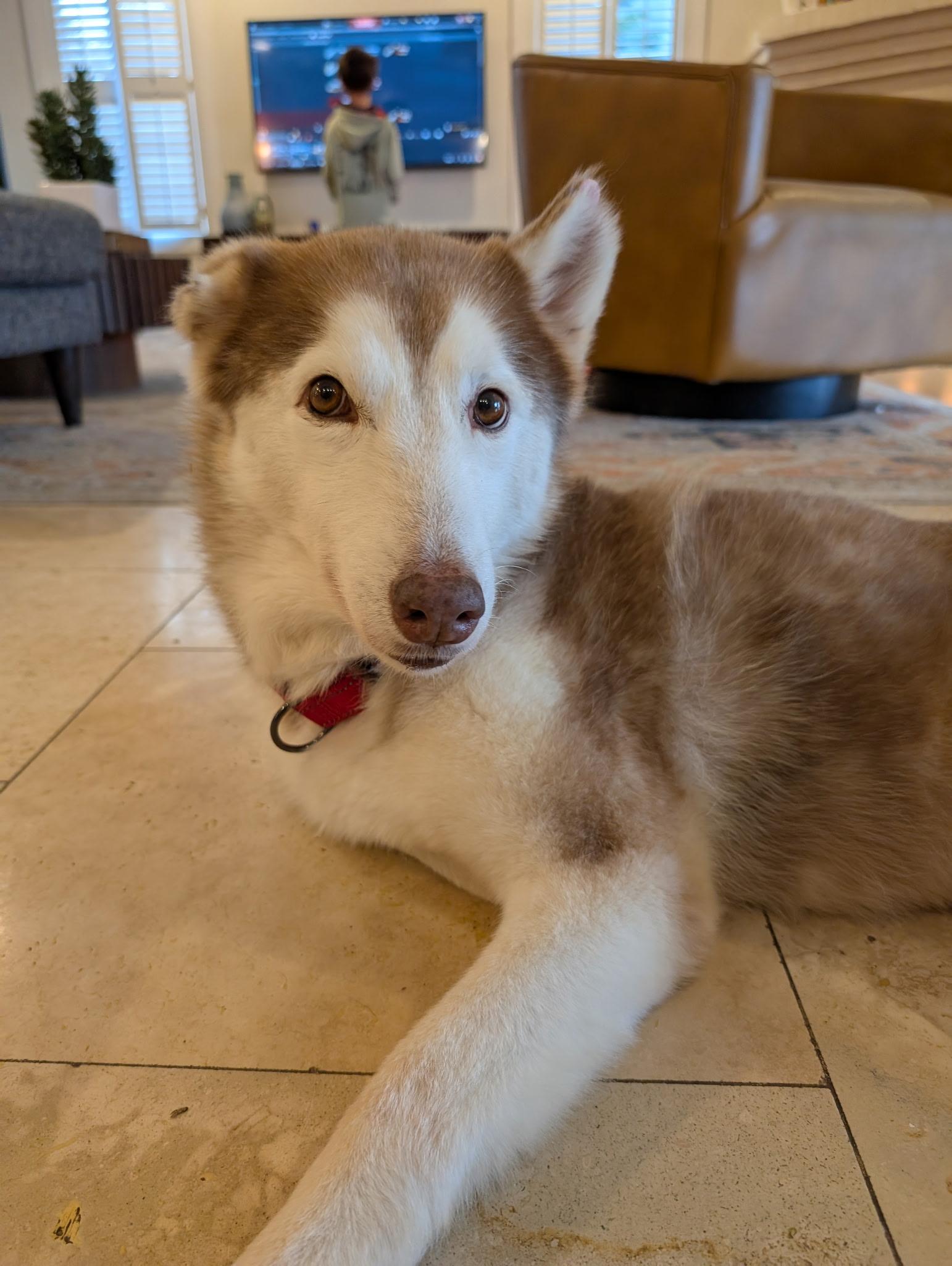 Sammy, an adoptable Siberian Husky in Brunswick, ME, 04011 | Photo Image 2
