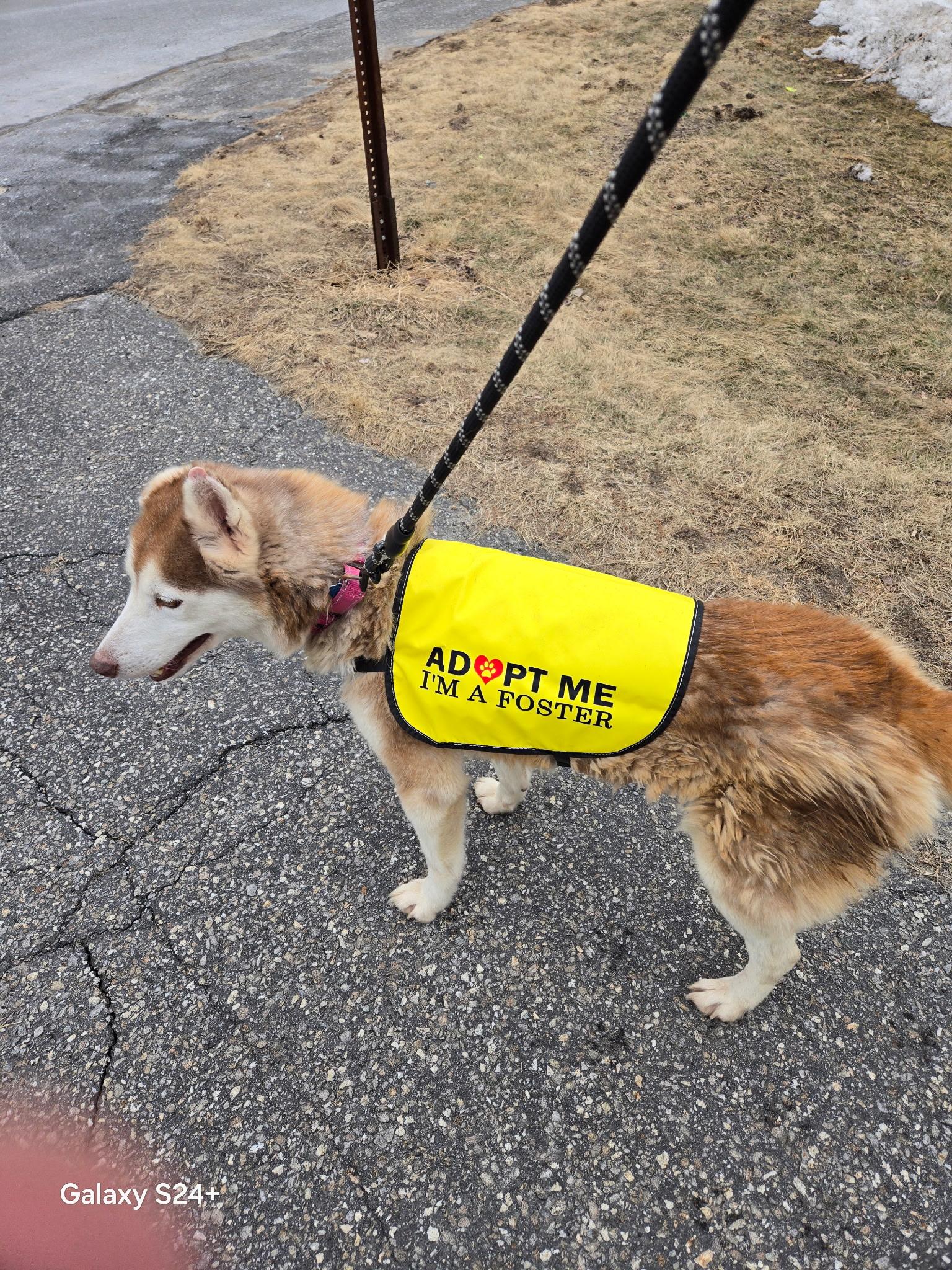 Sammy, an adoptable Siberian Husky in Brunswick, ME, 04011 | Photo Image 6
