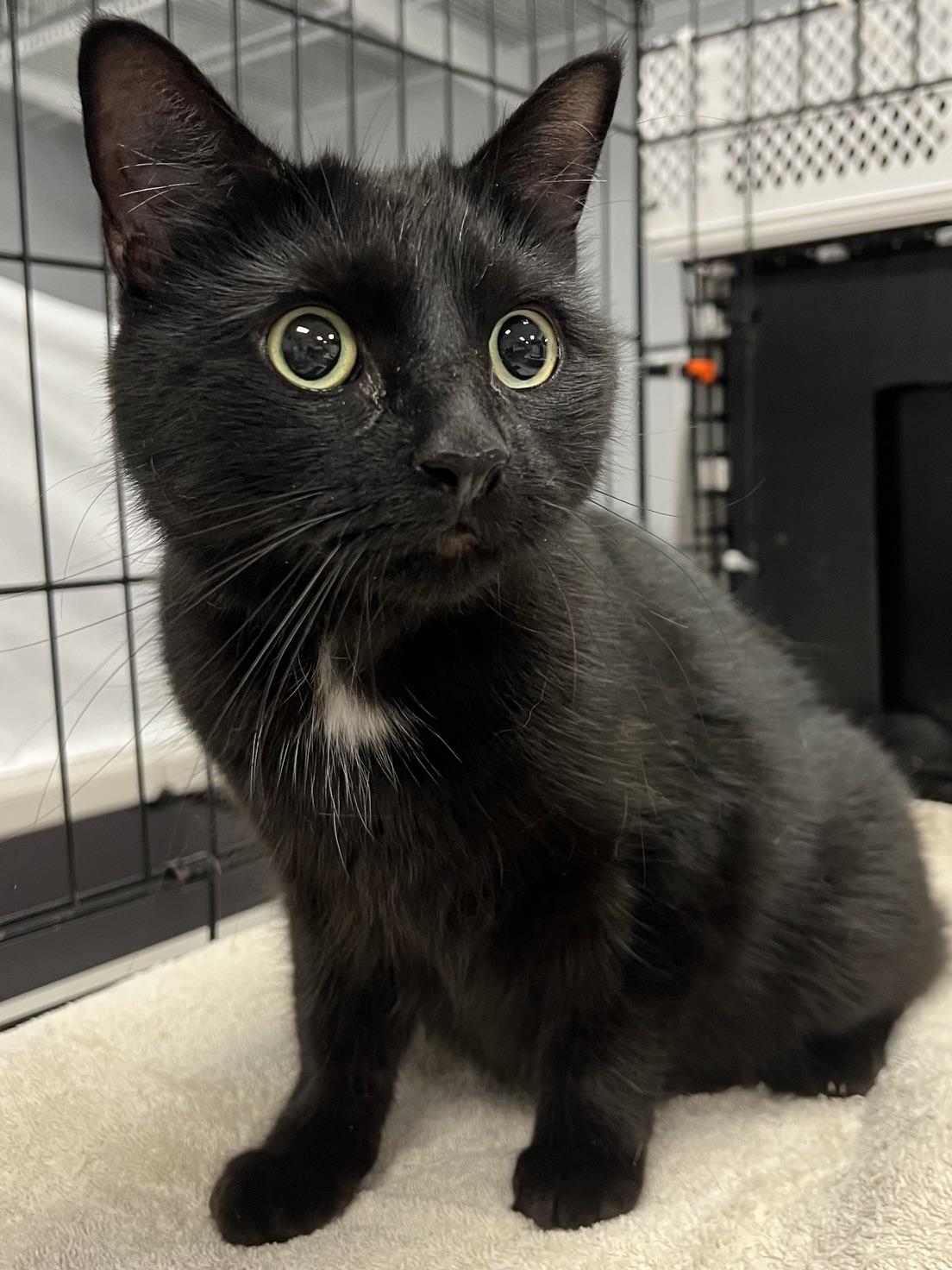 Enlarge Millie, a Adoptable Domestic Short Hair in Johnston, RI image 6/6