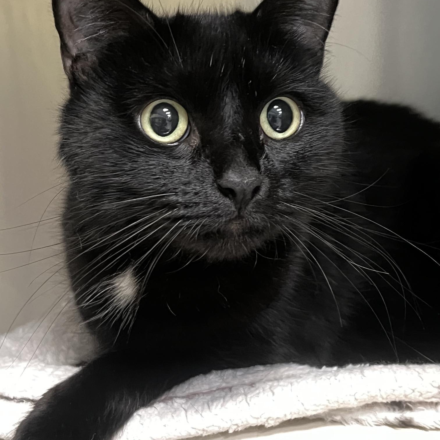 Enlarge Millie, a Adoptable Domestic Short Hair in Johnston, RI image 2/6