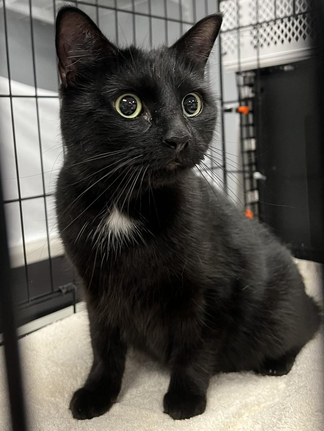 Enlarge Millie, a Adoptable Domestic Short Hair in Johnston, RI image 3/6