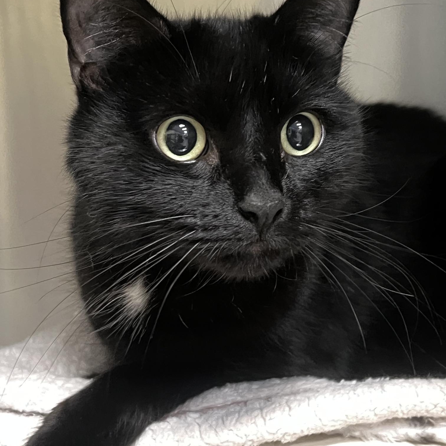 Enlarge Millie, a Adoptable Domestic Short Hair in Johnston, RI image 4/6