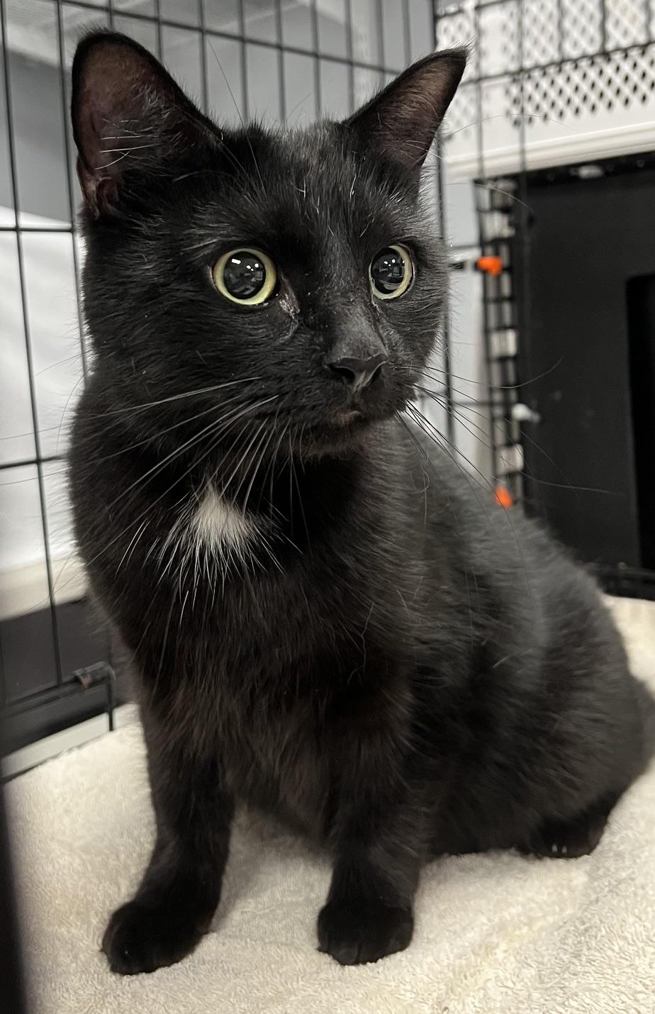 Enlarge Millie, a Adoptable Domestic Short Hair in Johnston, RI image 5/6