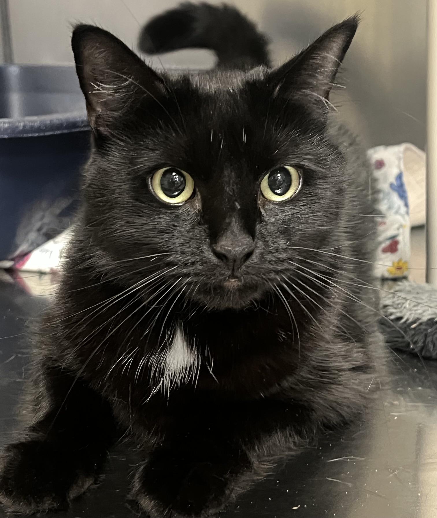Millie, Adoptable, Young Female Domestic Short Hair.