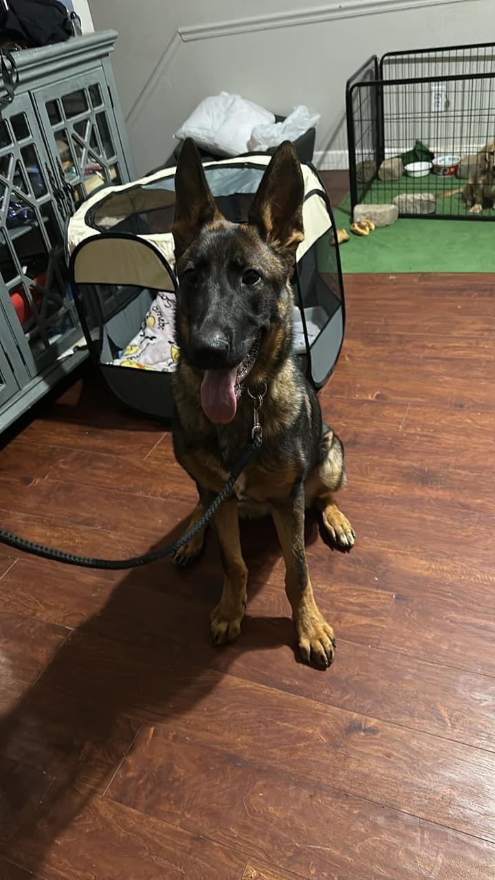 Enlarge Max, a Adopted German Shepherd Dog in Lawrenceville, GA image 1/1