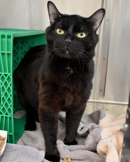 Nicky, Adoptable, Adult Male Domestic Short Hair.