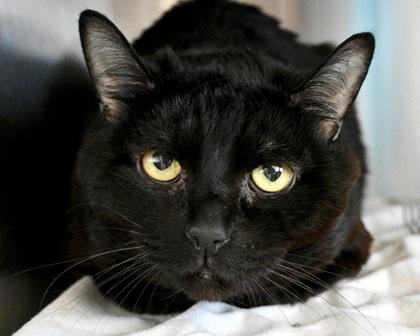 Enlarge Nicky, a Adoptable Domestic Short Hair in West Seneca, NY image 1/2