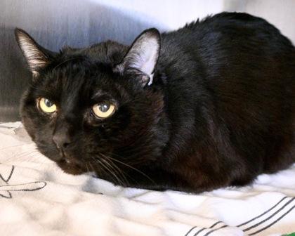 Enlarge Nicky, a Adoptable Domestic Short Hair in West Seneca, NY image 2/2