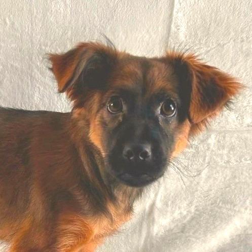 Mabel, Adoptable, Puppy Female Spaniel.