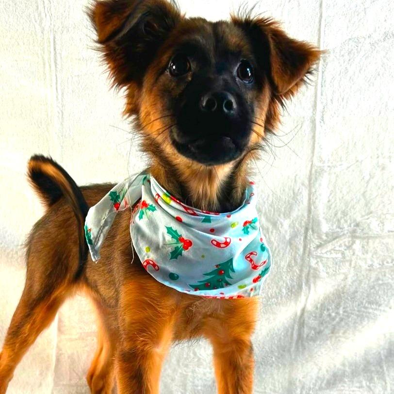 Enlarge Mabel, a Adoptable Spaniel in Johnson City, TN image 2/3